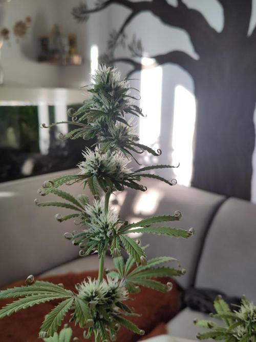 First Indoor Grow. Week 7