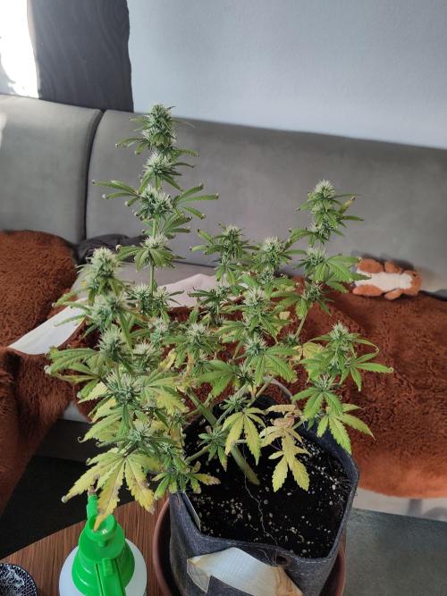 First Indoor Grow. Week 7