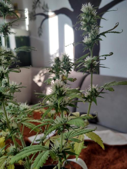 First Indoor Grow. Week 7