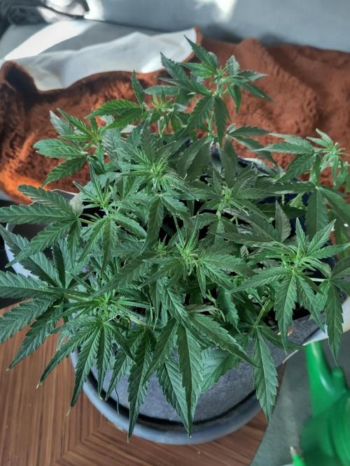 First Indoor Grow. Week 7