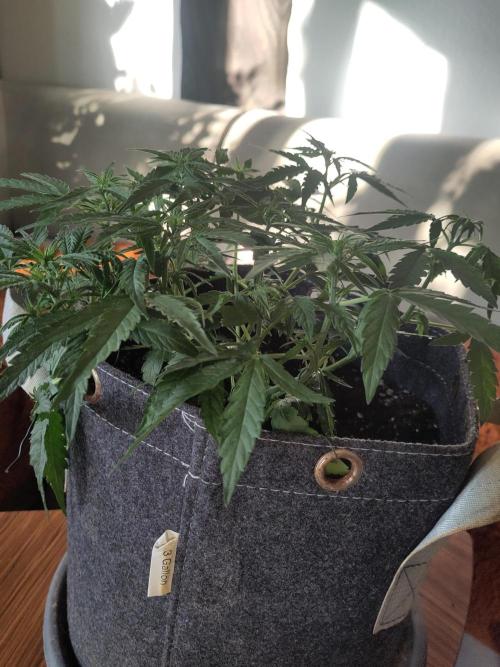 First Indoor Grow. Week 7