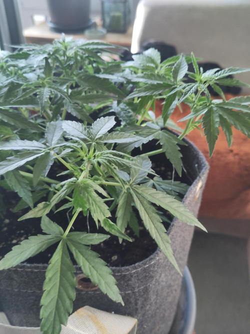 First Indoor Grow. Week 7