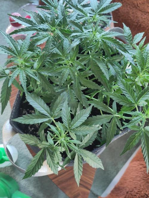 First Indoor Grow. Week 7