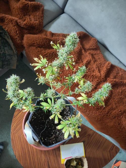 First Indoor Grow. Week 8