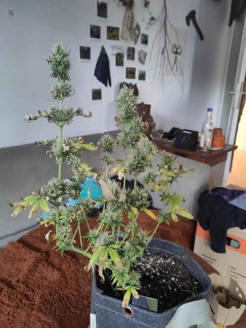 First Indoor Grow. Week 8