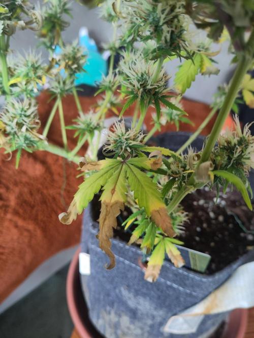 First Indoor Grow. Week 8