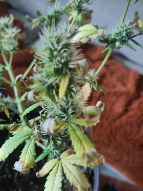 First Indoor Grow. Week 8