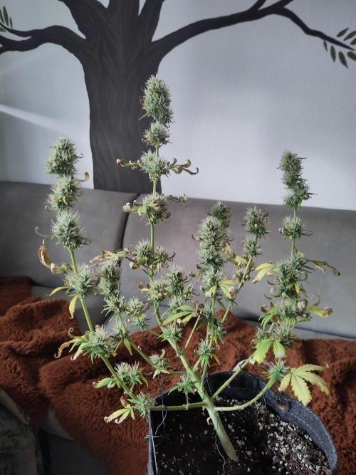 First Indoor Grow. Week 8