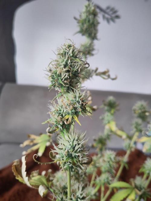 First Indoor Grow. Week 8