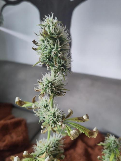 First Indoor Grow. Week 8