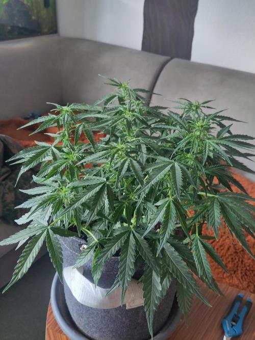 First Indoor Grow. Week 8