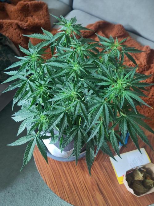 First Indoor Grow. Week 8