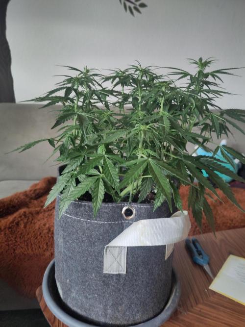 First Indoor Grow. Week 8