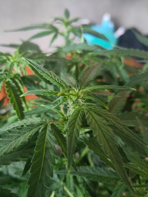 First Indoor Grow. Week 8