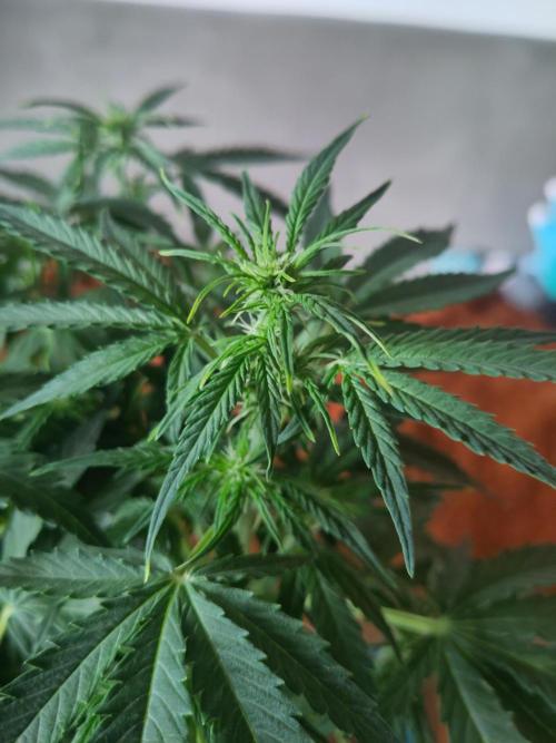 First Indoor Grow. Week 8