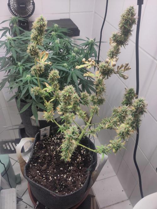 First Indoor Grow. Week 9