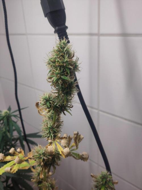 First Indoor Grow. Week 9