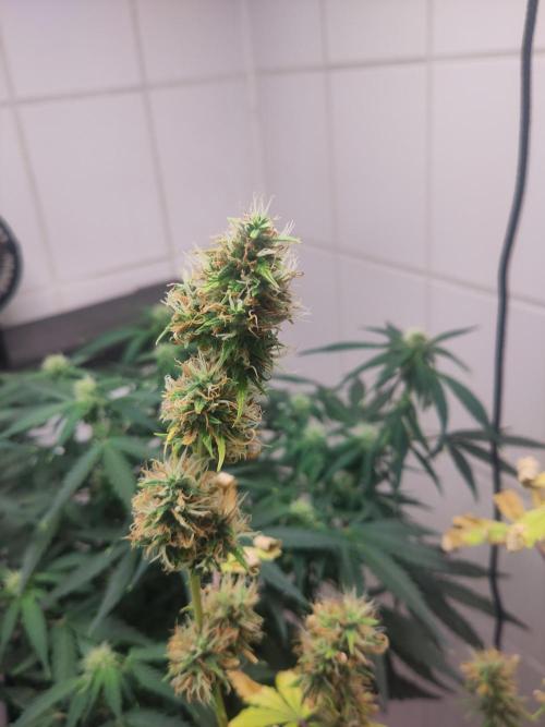 First Indoor Grow. Week 9