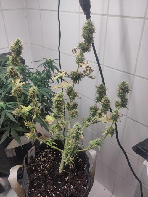 First Indoor Grow. Week 9