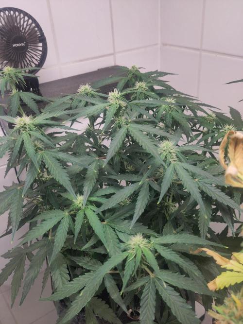 First Indoor Grow. Week 9