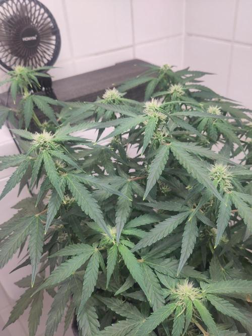 First Indoor Grow. Week 9