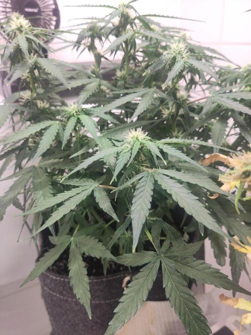 First Indoor Grow. Week 9