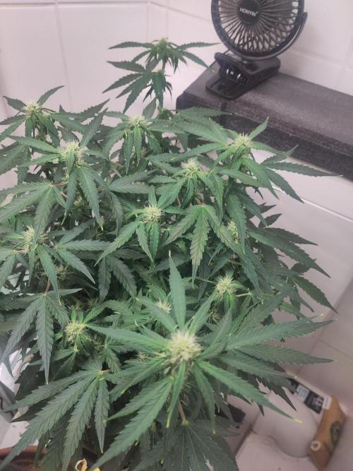 First Indoor Grow. Week 9