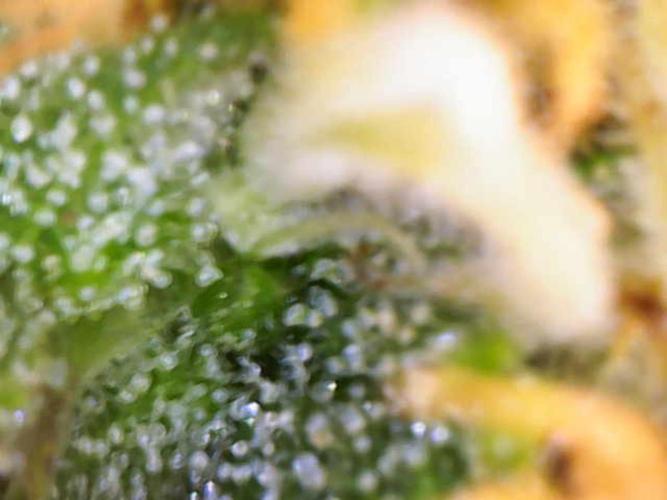 First Indoor Grow. Week 9