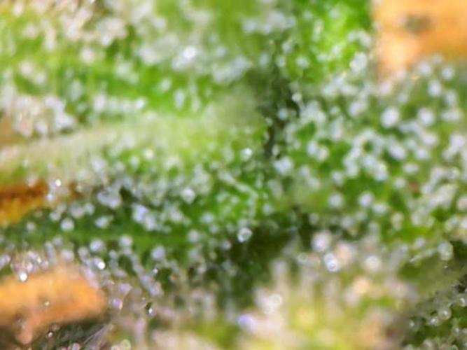 First Indoor Grow. Week 9