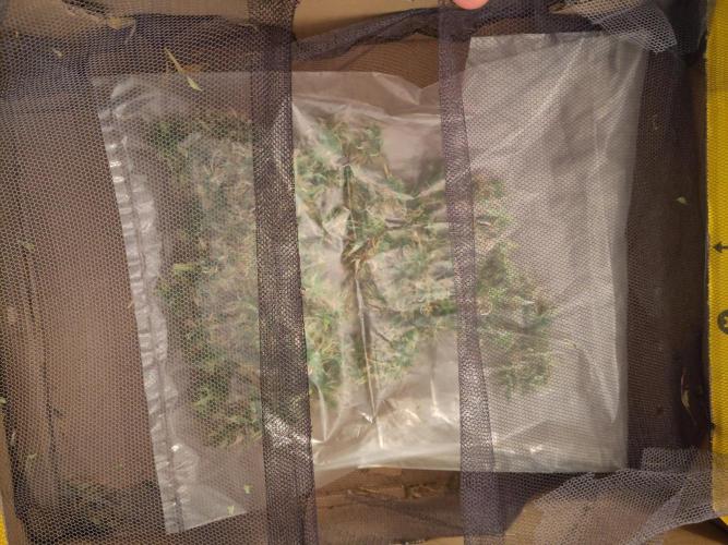 First Indoor Grow. Week 10