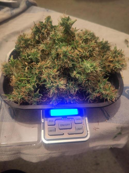 First Indoor Grow. Week 10