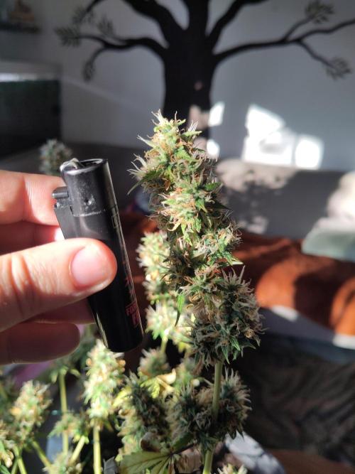 First Indoor Grow. Week 10