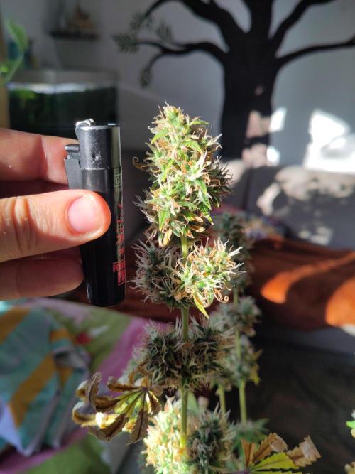 First Indoor Grow. Week 10