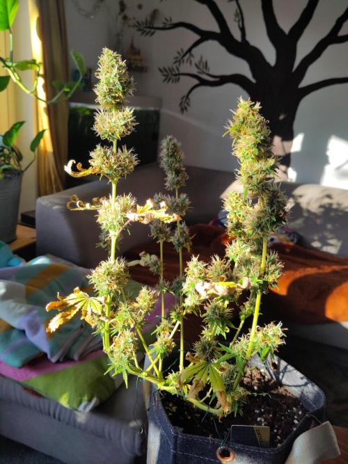 First Indoor Grow. Week 10