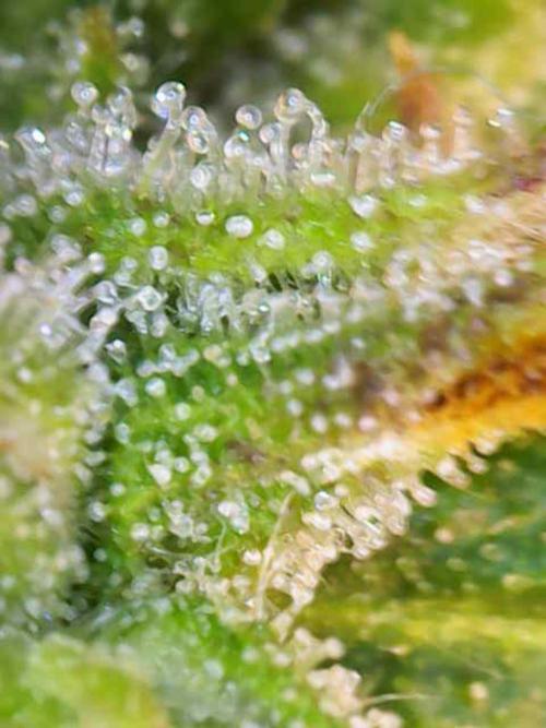 First Indoor Grow. Week 10