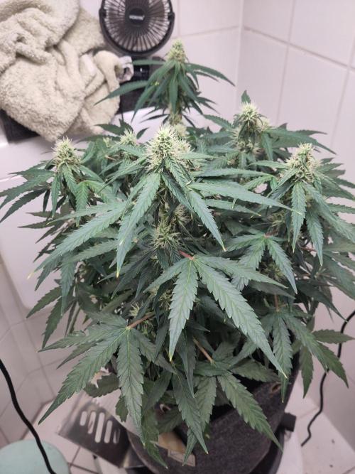 First Indoor Grow. Week 10