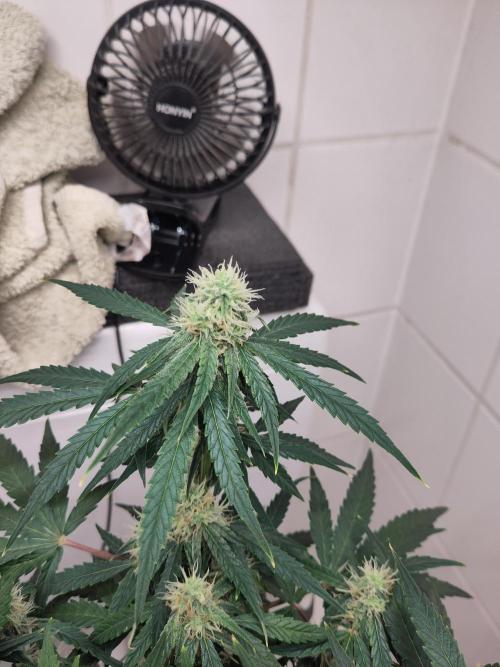 First Indoor Grow. Week 10