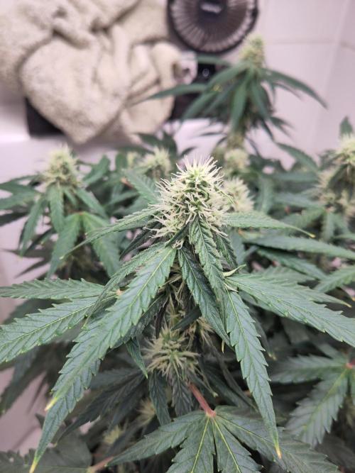 First Indoor Grow. Week 10