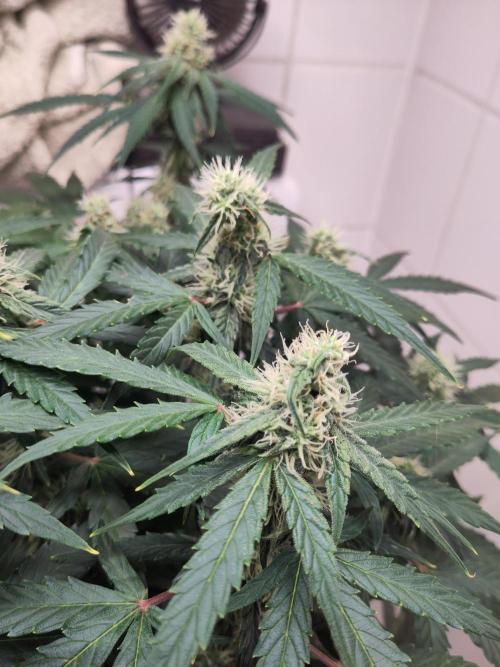 First Indoor Grow. Week 10