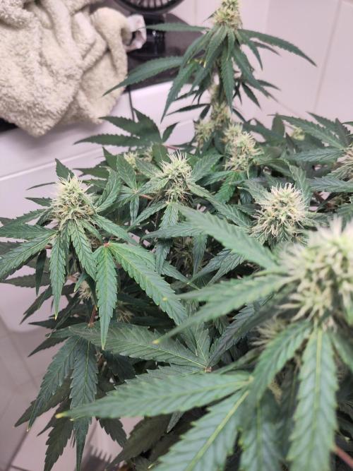 First Indoor Grow. Week 10