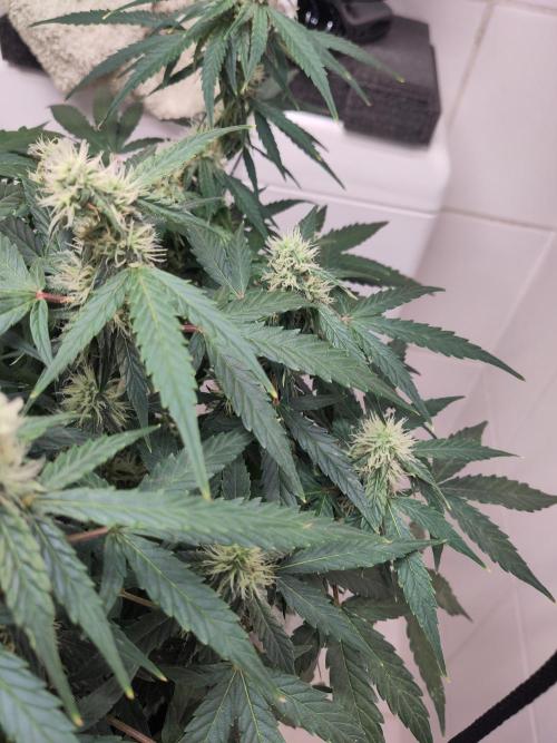 First Indoor Grow. Week 10