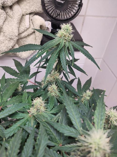 First Indoor Grow. Week 10