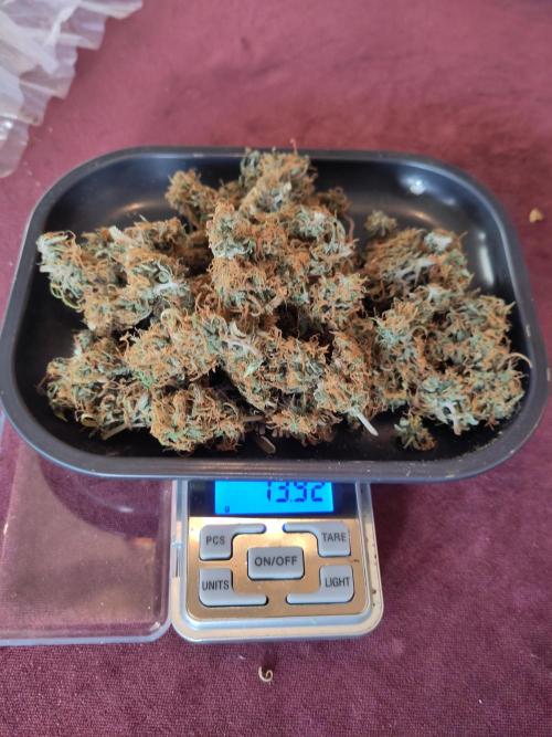 First Indoor Grow. Week 10