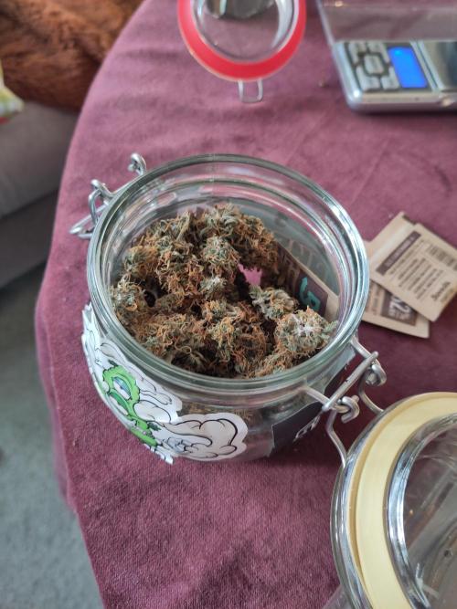 First Indoor Grow. Week 10