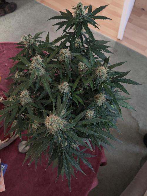 First Indoor Grow. Week 11