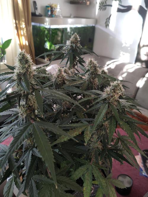 First Indoor Grow. Week 11