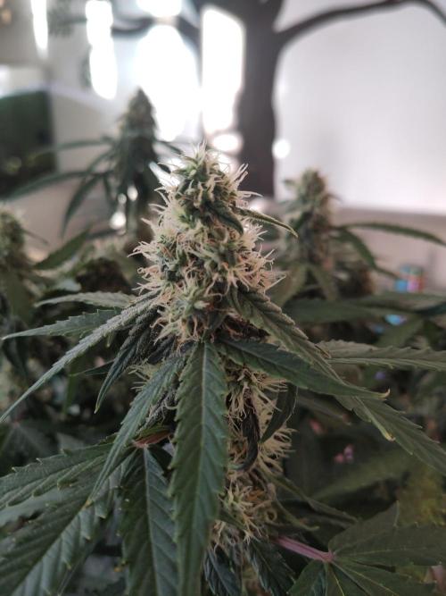 First Indoor Grow. Week 11