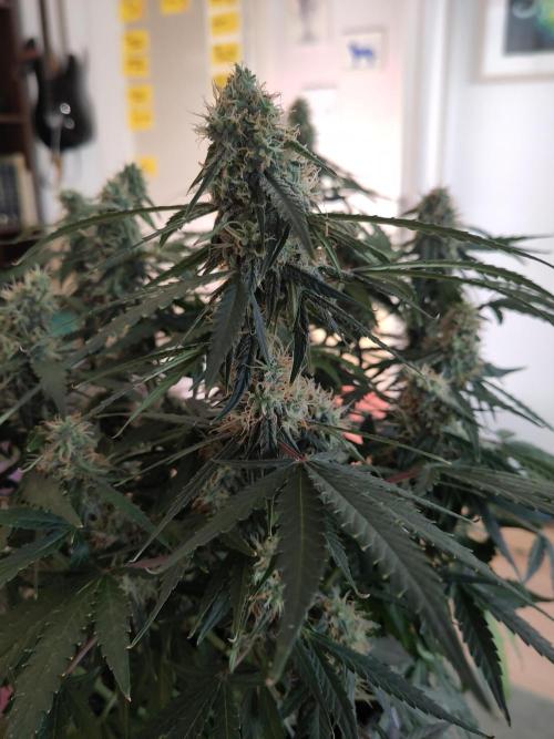 First Indoor Grow. Week 11