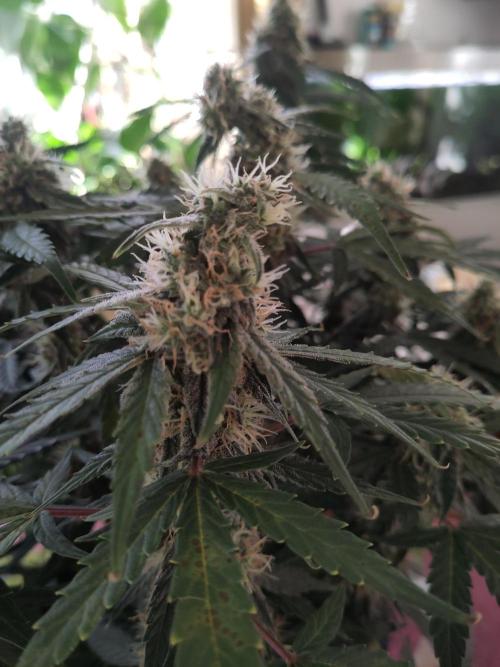 First Indoor Grow. Week 11