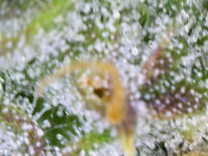 First Indoor Grow. Week 11